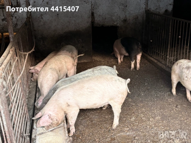 Продаваме прасета , снимка 4 - Прасета - 53996416