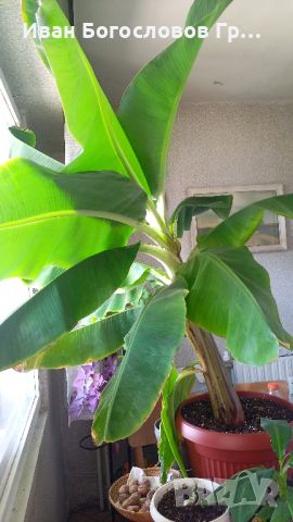 Банан /голям/, снимка 2 - Стайни растения - 46021889