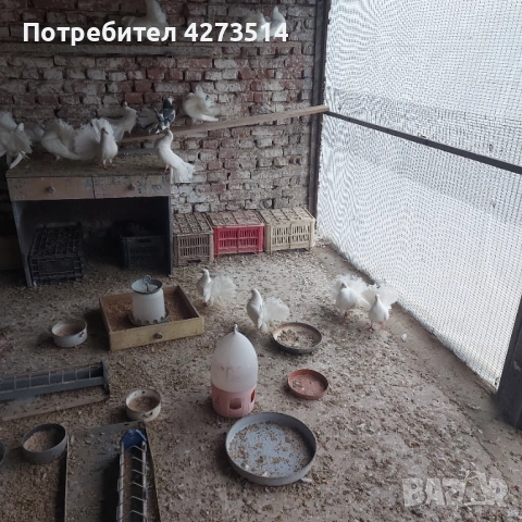 Продавам гълъби финерлии - бели и пъстри, снимка 8 - Гълъби - 53299830