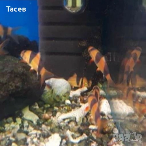 Боция макраканта 5-6см, снимка 1