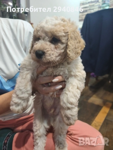 Кучета Лагото Романьоло , снимка 2 - Други - 53114060