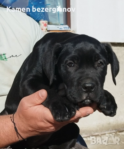 Кане Корсо Смолян , снимка 5 - Кане корсо - 52457759