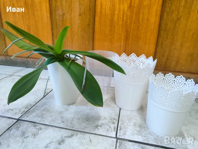 Орхидея+4 броя кашпи