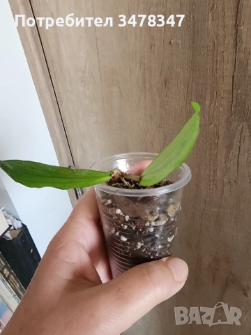 Хоя Eritrina, снимка 3 - Стайни растения - 53992740