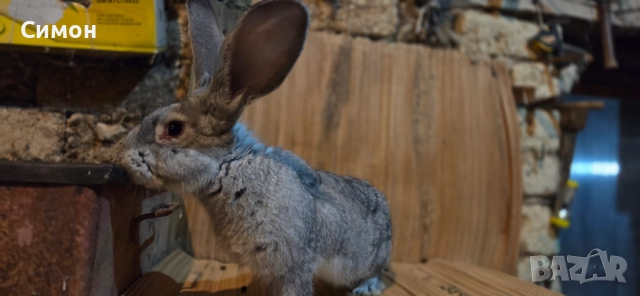  зайци , снимка 5 - Други - 52652543