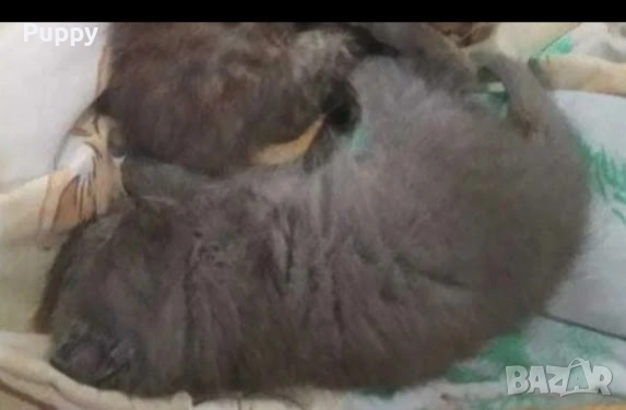 Продавам синьо руско момиченце!, снимка 2 - Руска синя котка - 51467437