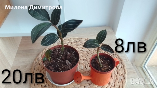 Лудизия Скъпоценна орхидея - Ludisia Discolor