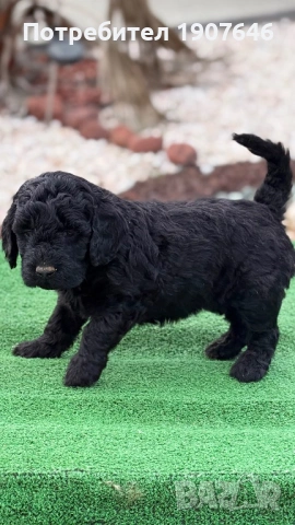 Пудели , снимка 3 - Пудели - 54296094