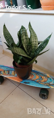 Цвете Сансивера, снимка 3 - Стайни растения - 53755624