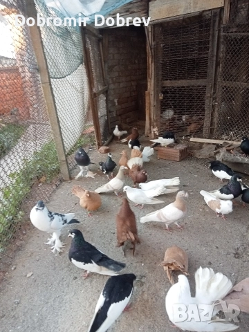 Гълаби , снимка 5 - Гълъби - 52928655