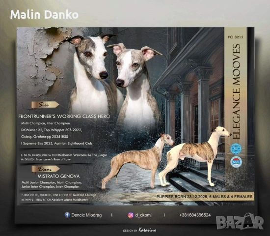  Малка Английска хрътка (УИПЕТ) 