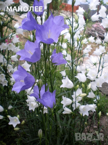 Камбанки, снимка 2 - Градински цветя и растения - 52019564