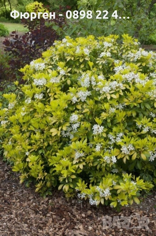 Чойсия (Портокалово цвете) - Choisya Aztec Gold, снимка 2 - Разсади - 51551729