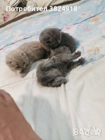 Британска късокосместа, снимка 4 - Британска късокосместа - 53081117