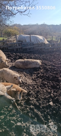 Продавам прасета за клане