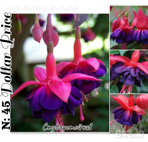 Фуксия за Градината и Балкона , снимка 3 - Градински цветя и растения - 54220620