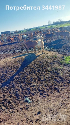 Стадо с женски ,мъжки кози и ярета , снимка 4 - Кози - 52749671
