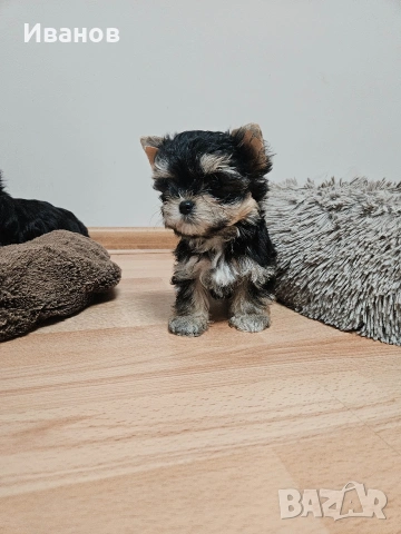 Мини момичета Йоркширски териер , снимка 2 - Йоркширски териер - 53724873