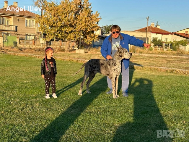 Немски дог - разплод