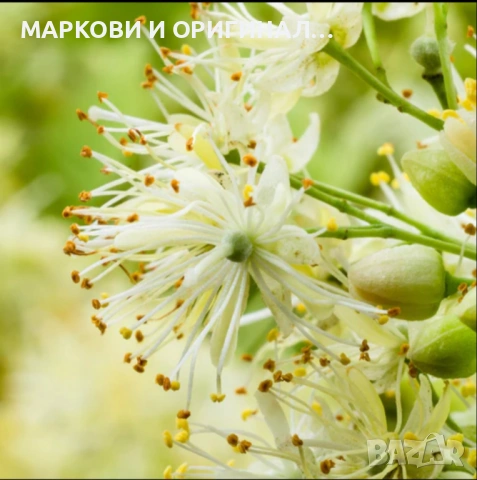 Yodeyma TAYDA 50мл. Дамски парфюм, снимка 11 - Дамски парфюми - 53353882