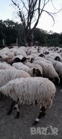 Продавам стадо овце, снимка 5 - Овце - 46410506