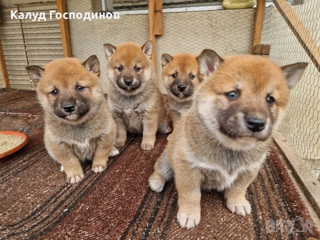 Продавам Шиба Ину, снимка 4 - Шиба ину - 53659658