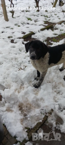 Кучета за пазачи на стада, снимка 5 - Други - 53458794