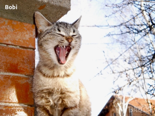 Olympus T-100 – комплект, готова за снимане, снимка 7 - Фотоапарати - 53886319