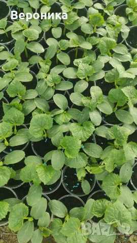 Предлагам разсад красивици , тиквички,диня , пъпеши 