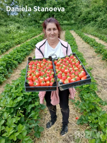 🍓 „Градински разсад ягоди – висок добив и отличен вкус“, снимка 4 - Разсади - 53839832
