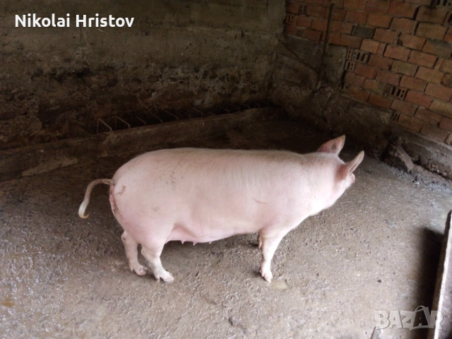 Свободно женско прасе, снимка 2 - Кокошки и пуйки - 54143649