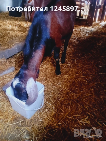 Чистопороден англо-нубийски пръч син на Английски пръч и майка Чешки линии, снимка 2 - Кози - 53947015