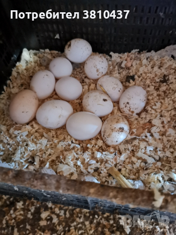 продавам оплодени яйца от Бял легхорн , снимка 5 - Кокошки и пуйки - 44949131