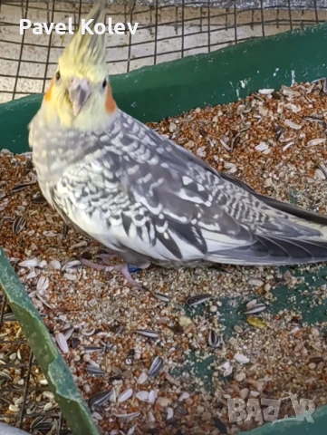 Различни видове птици на добри цени , снимка 9 - За птици - 51362622
