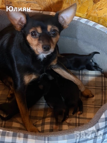 Пинчерчета , снимка 10 - Пинчер - 53748009