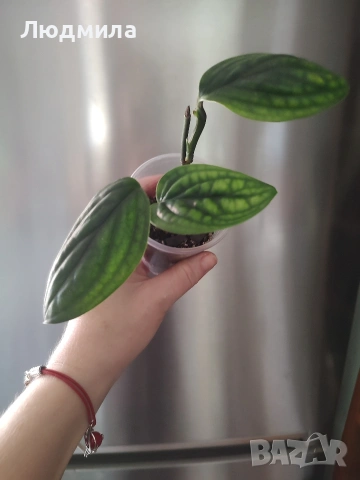 Епипремнум Марбел Планет, снимка 2 - Стайни растения - 53759042