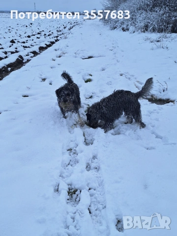 Мител Шнауцер (стандартен) сол и пипер , снимка 7 - Други - 53586894