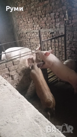 Продавам прасенца, снимка 4 - Прасета - 52857384