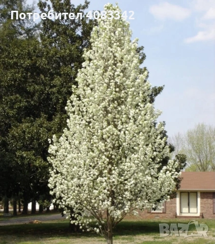 Крушово дърво 