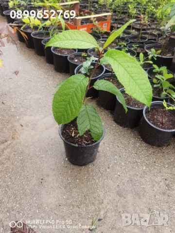 Червена Черемуха(Птичи Череша) 