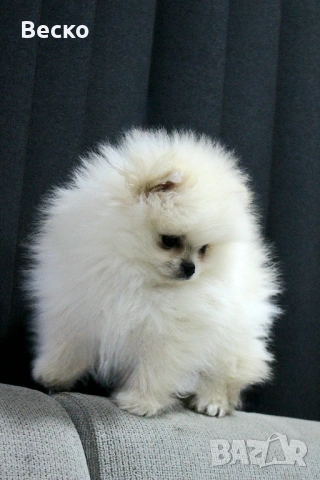 Померан мини мъжки , снимка 8 - Померан - 53731714