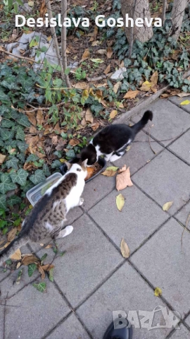 Търсим дом,  на мама Котана и бебе Топчо , снимка 3 - Други - 52941806