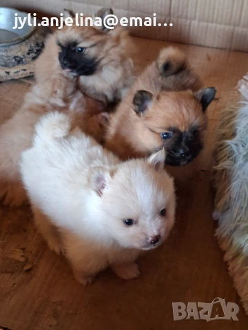 Померански шпиц, снимка 5 - Померан - 52675927