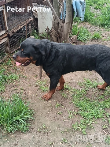 Ротвайлер мъжки 