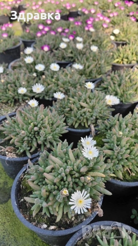 Делосперма , снимка 3 - Градински цветя и растения - 53998533