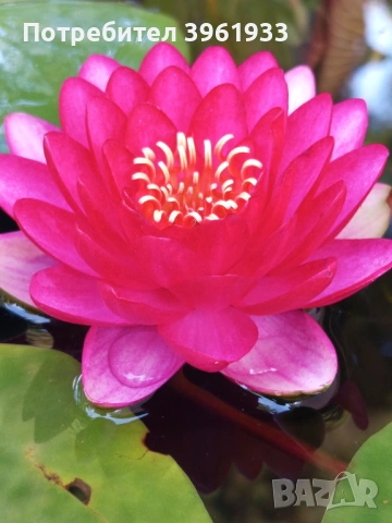 Продавам сортови Водни лилии и тор за тях, снимка 5 - Градински цветя и растения - 53253867