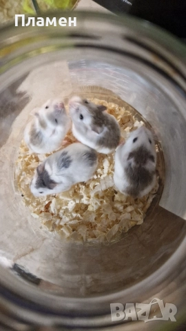 мини хамстери, снимка 3 - Хамстери - 52434730