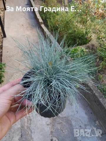 Фестука - Синя трева , снимка 7 - Градински цветя и растения - 54020253