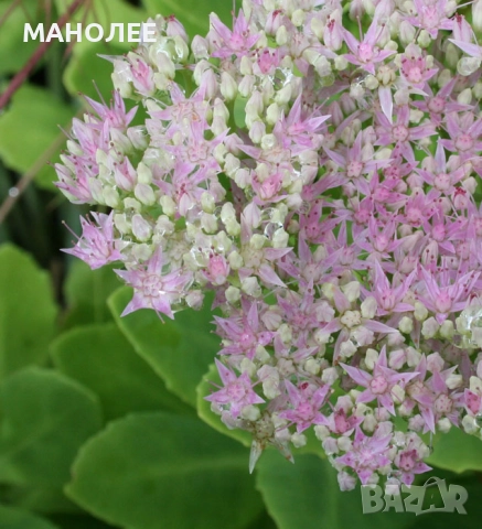 Дебела мара