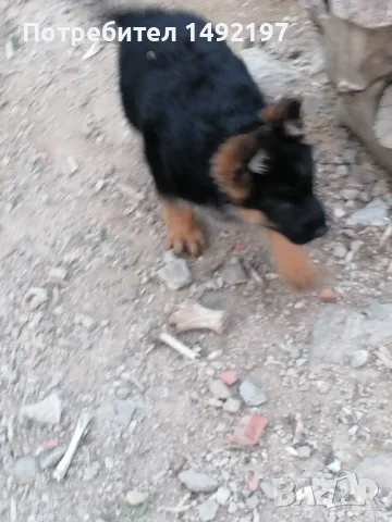 малки немски овчарки , снимка 10 - Немска овчарка - 50062180